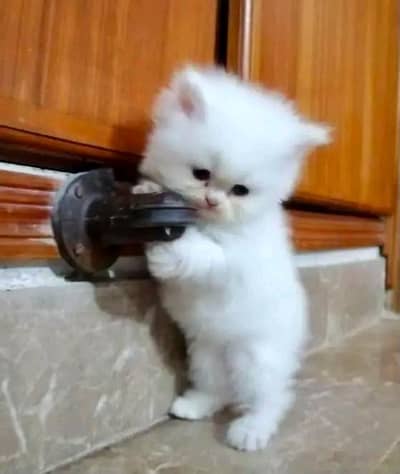 Cats | Persian | kittens |  Blue Eyes | O3+48O*16*3O*63 щatsp