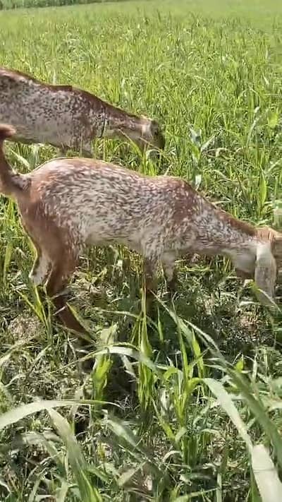 desi Bakra for Sale Mashallah Call  03188945675
