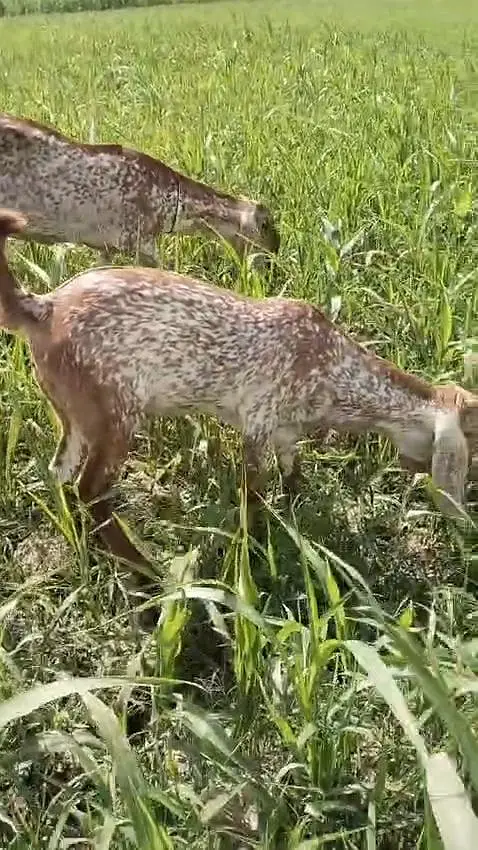 desi Bakra for Sale Mashallah Call  03188945675