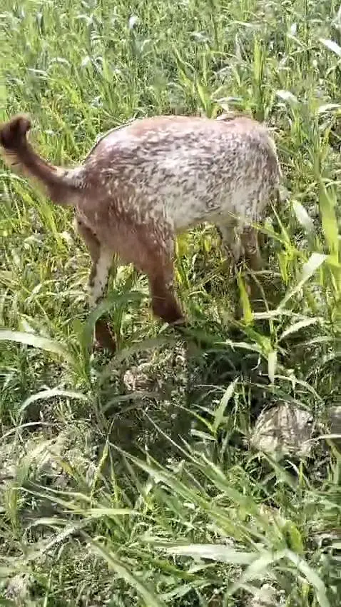 desi Bakra for Sale Mashallah Call  03188945675 — photo 3