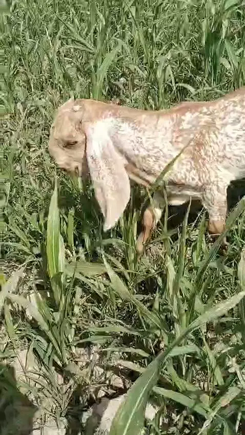 desi Bakra for Sale Mashallah Call  03188945675 — photo 4