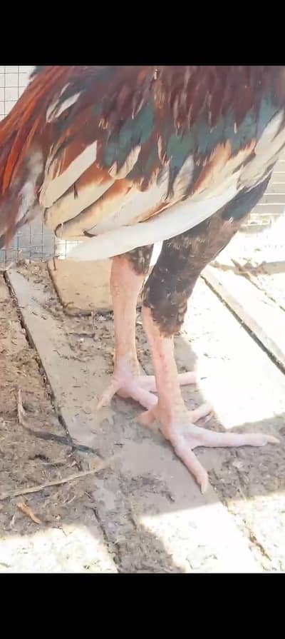 Pakistani aseel patha for sale  in gujrat fawara chonk