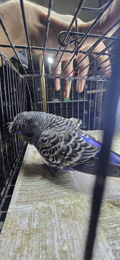 Df Anthracite Bf hogorommo breeder male