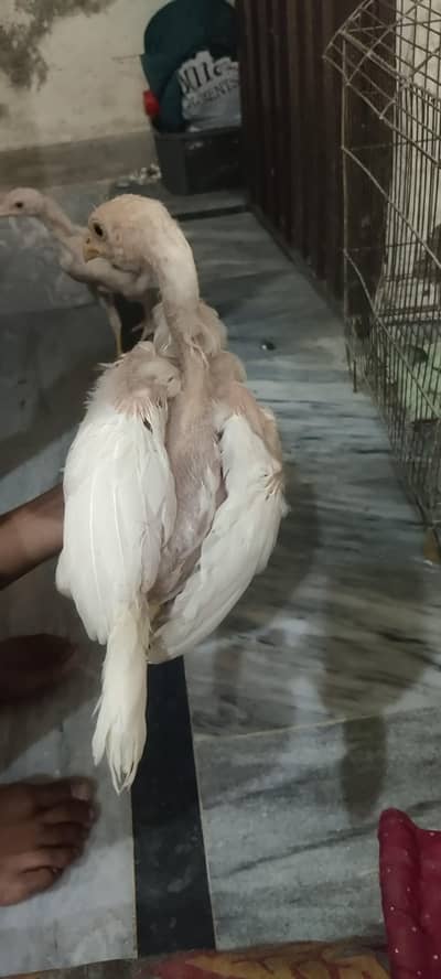 Aseel Heera chicks (paper white)