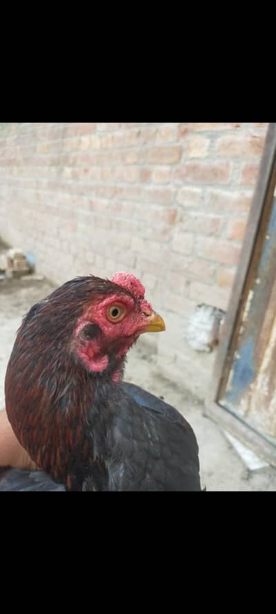 Urgent for sale