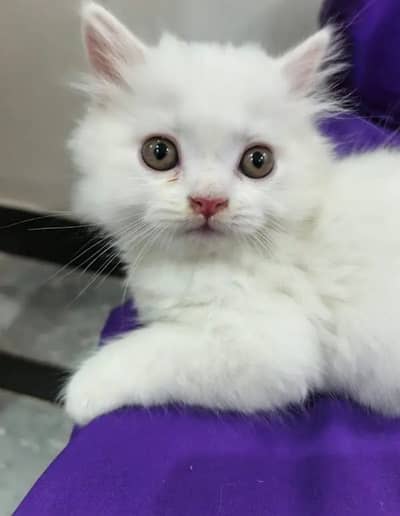 Persion Cat 2 month age My WhatsApp Number 03296428873 for sale