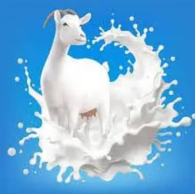 goat milk