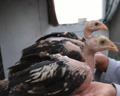 Aseel chicks and Hens