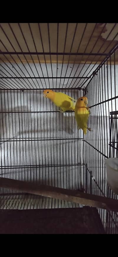 Orange Hood Opline Rosicolli Breeder Pair