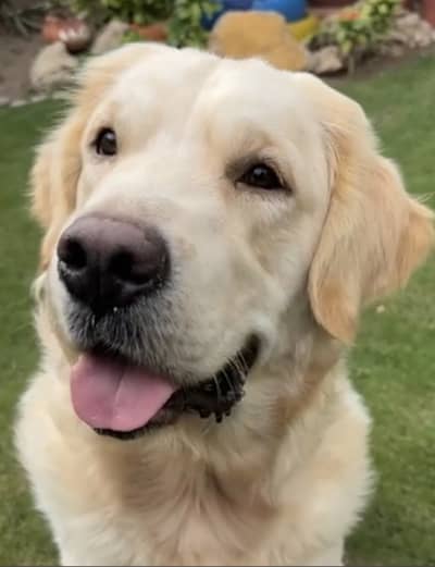 Golden Retrievers Puppies Show Quality Pedigree available