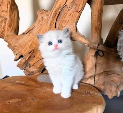 Persian kittens | Cats | Billi  | for sale WA |O348O29O146