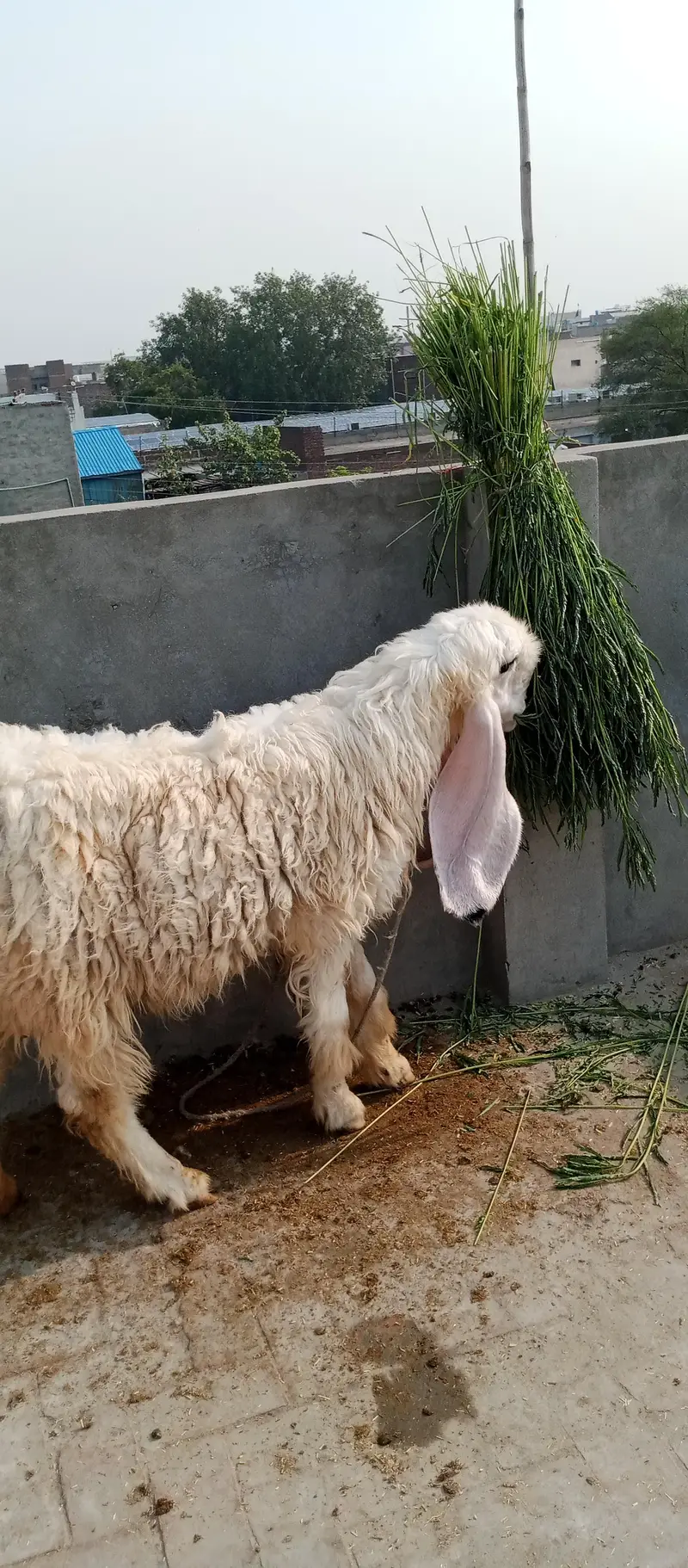 pyor kagli sheep SUNY wali — photo 2