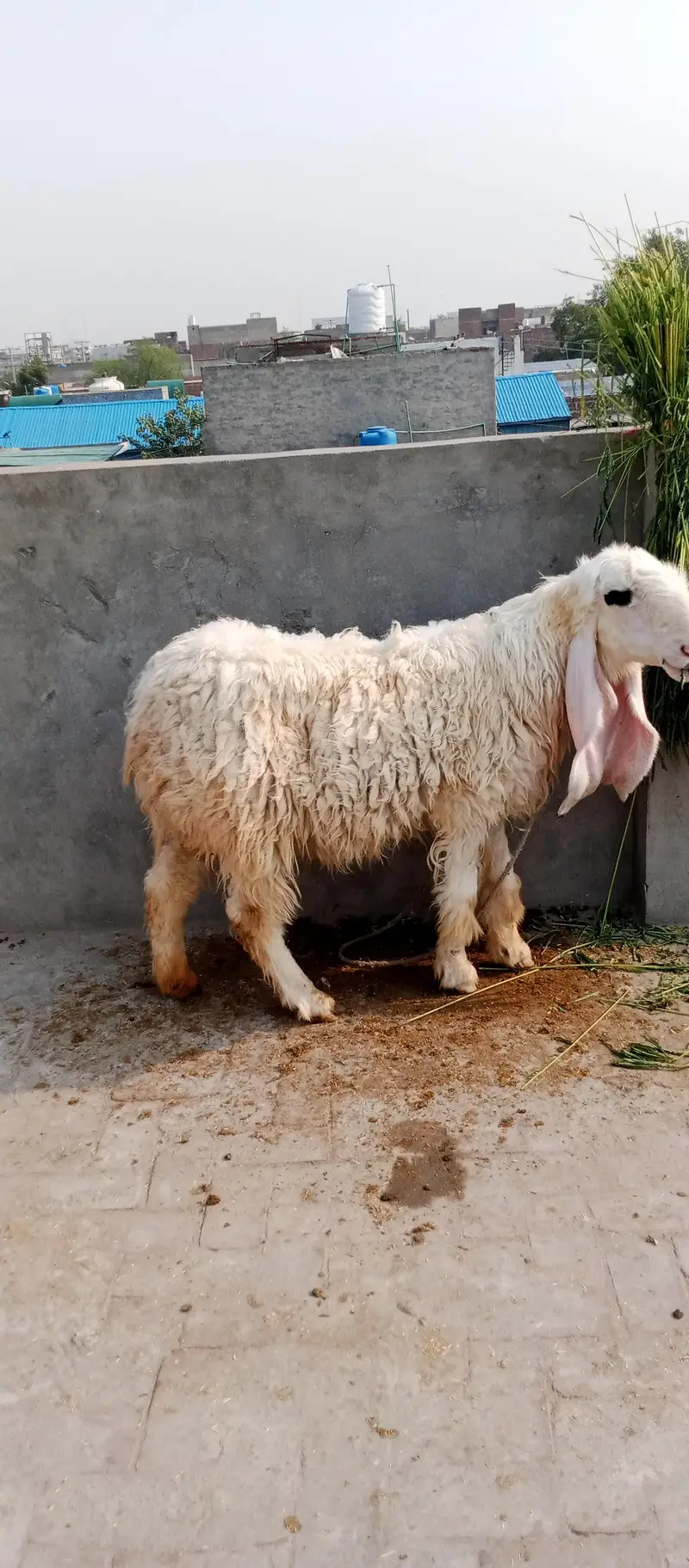 pyor kagli sheep SUNY wali — photo 12