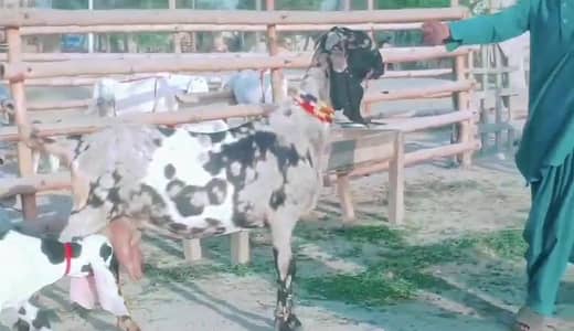 desi Bakri for Sale Mashallah Call  03481743426