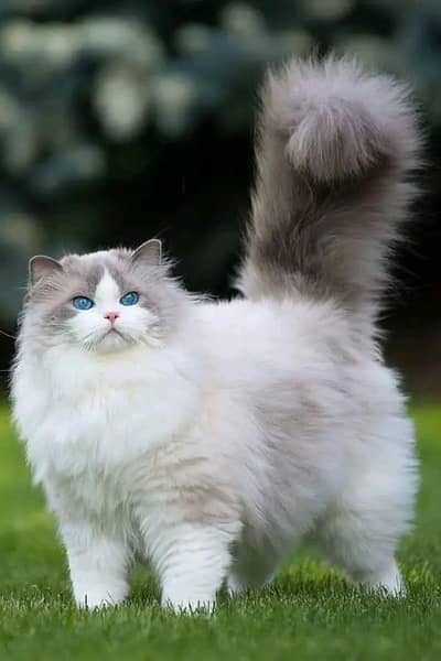 Persian kittens | Cats | Billi | ß& | for sale WA |O348|O29O|146