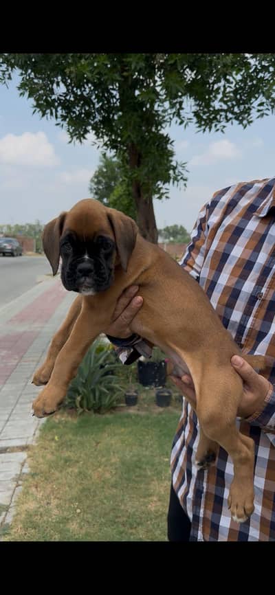 Royal series boxer puppy