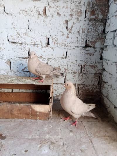 Chandan choy breeder pair. 0 344///5765//859.  video