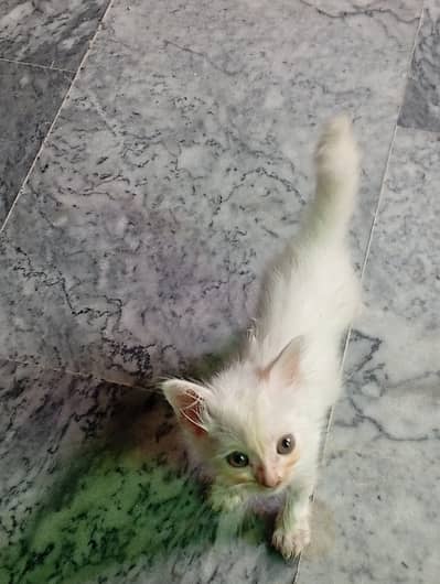 Persian kitten for sale lahore