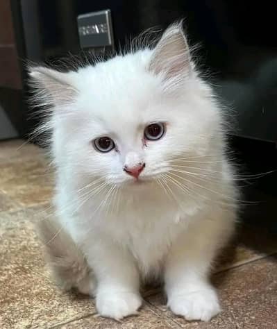 Persian kittens | Cats | Billi | ß& | for sale WA |O348|O29O|146