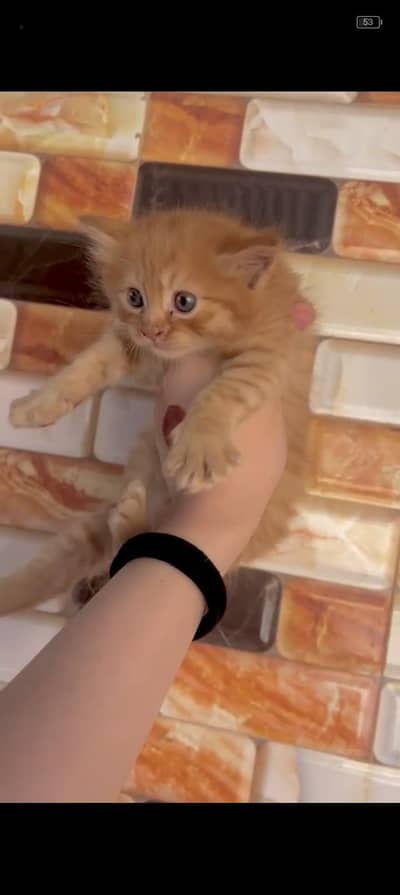 female kitten for sale