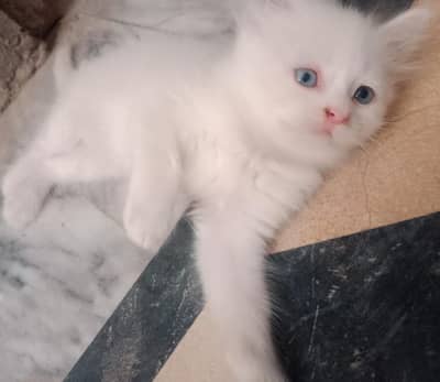Triple Coat Persian Kitten | Blue Eyes | Kittens |Punch face|