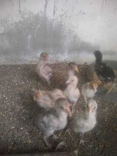 aseel chicks sale ka lya available ha shokin rabta kry