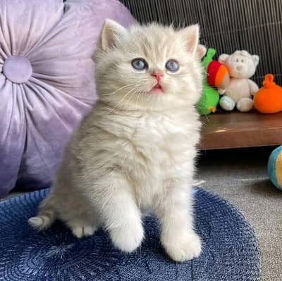 Persian  | kittens | Cats | Billi |  WA |O348|O29O146 §~