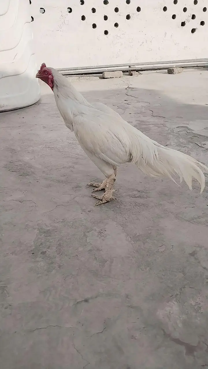 aseel mianwali — photo 2