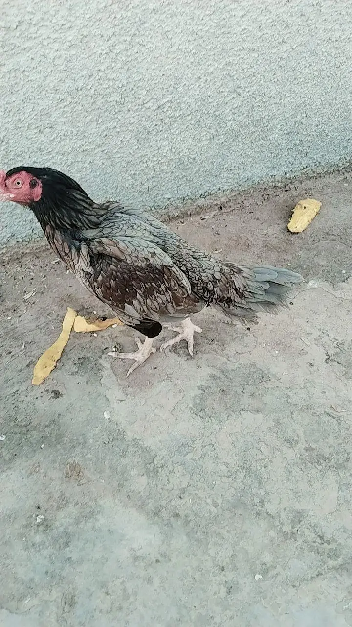 aseel mianwali — photo 3