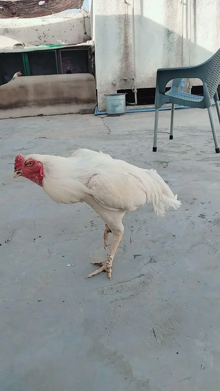 aseel mianwali — photo 4