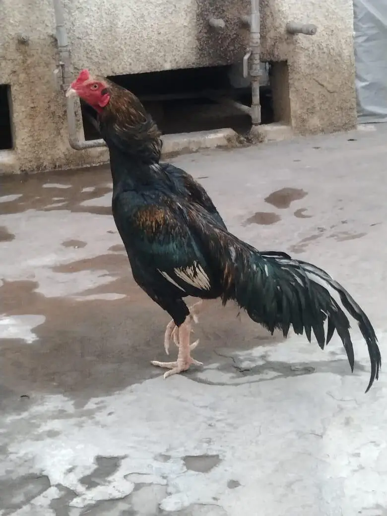 aseel mianwali — photo 5