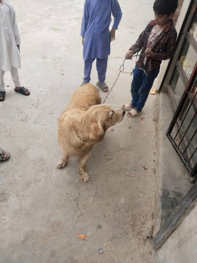 labra dog