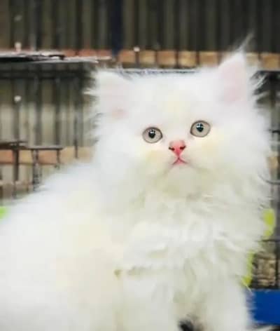 (Persian female kitten) (for sale all) (Pakistan delivery available)