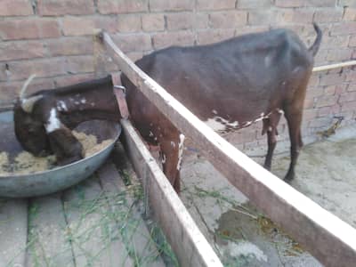 healthy and active female 65000 main fainl jes ko chahey rabta kray 0