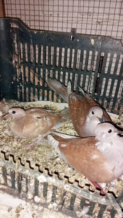 Breedr khumray for sale 03204048942