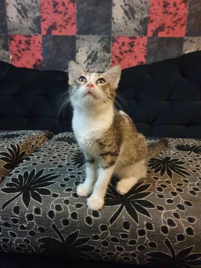 Semi Persian