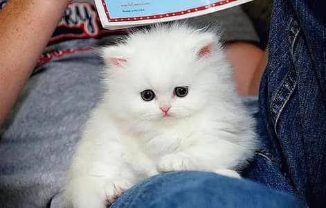 (Persian female kitten) (for sale all) (Pakistan delivery available)