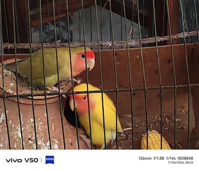 parrots for sale breeder pair location khushab