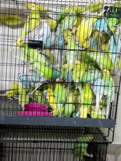 budgies are available for sale