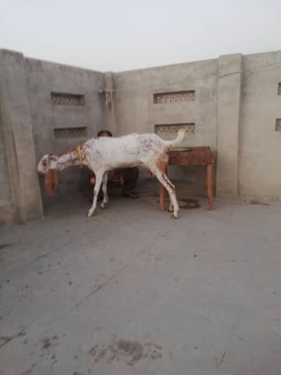 pure maki cheni bakri