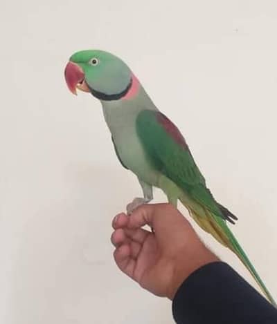 raw parrot for sale my WhatsApp number 03457084434