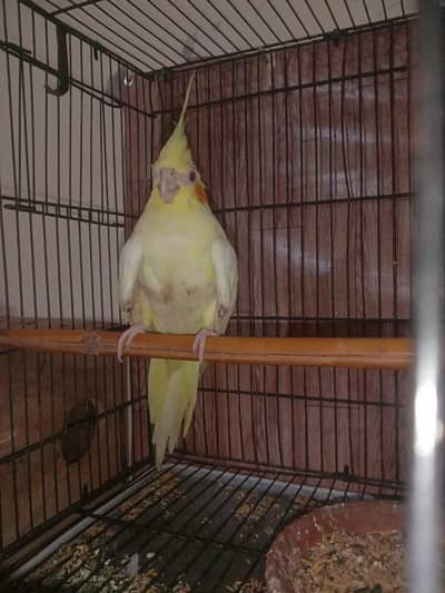 lutino breeder male