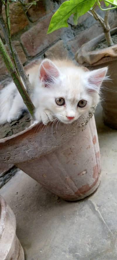 Pure Persion Cat Kittens For Sale ,Toba Tek Singh
