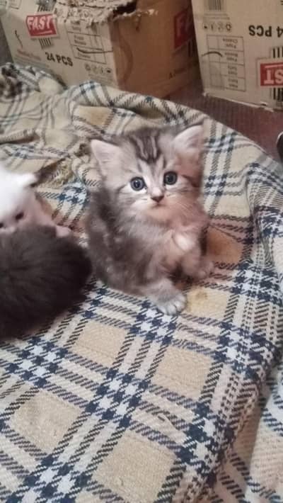 white male and female  version cat  available