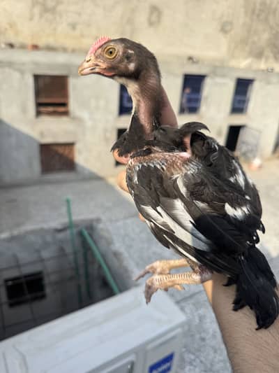 Lasani Bengam Aseel Chicks Chozay