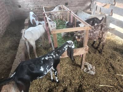 Goats