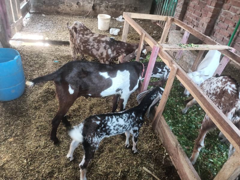 Goats 1