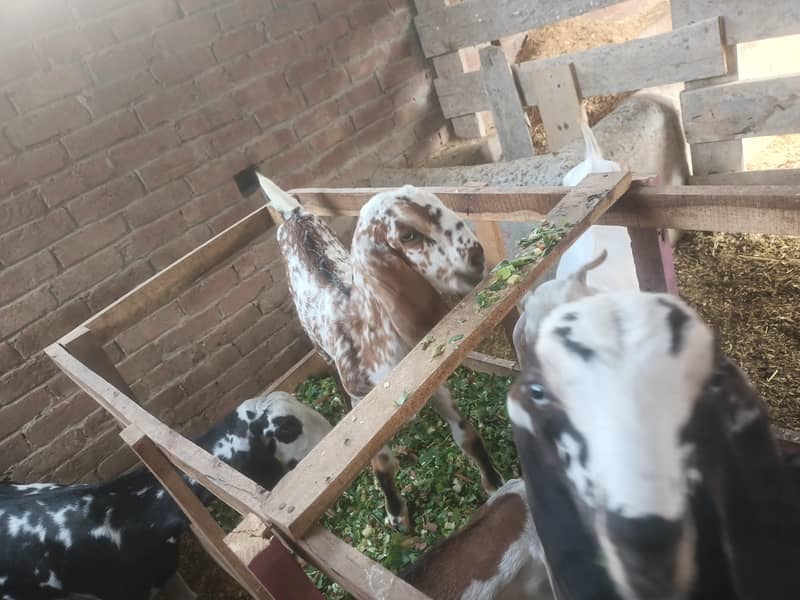 Goats 2