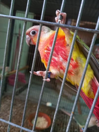 Sun cheek split American dilute opline conure female available