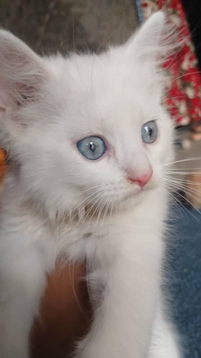 Persian kitten Sale (Excellent Features, Active Kicks & Thick Legs)